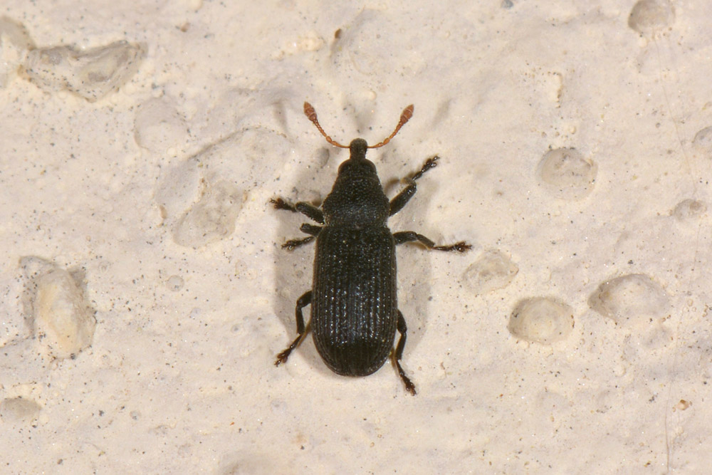 Curculionidae: Magdalis sp?  S, Magdalis flavicornis